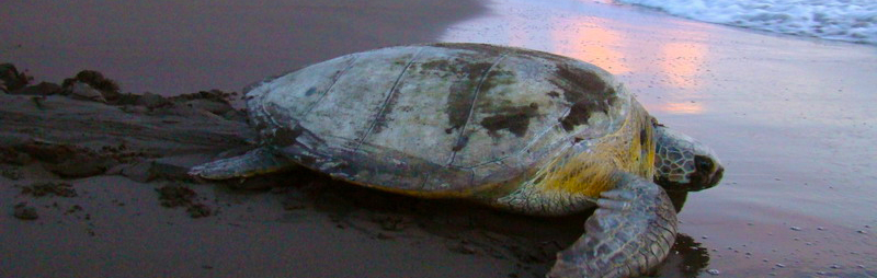 Tortuguero 